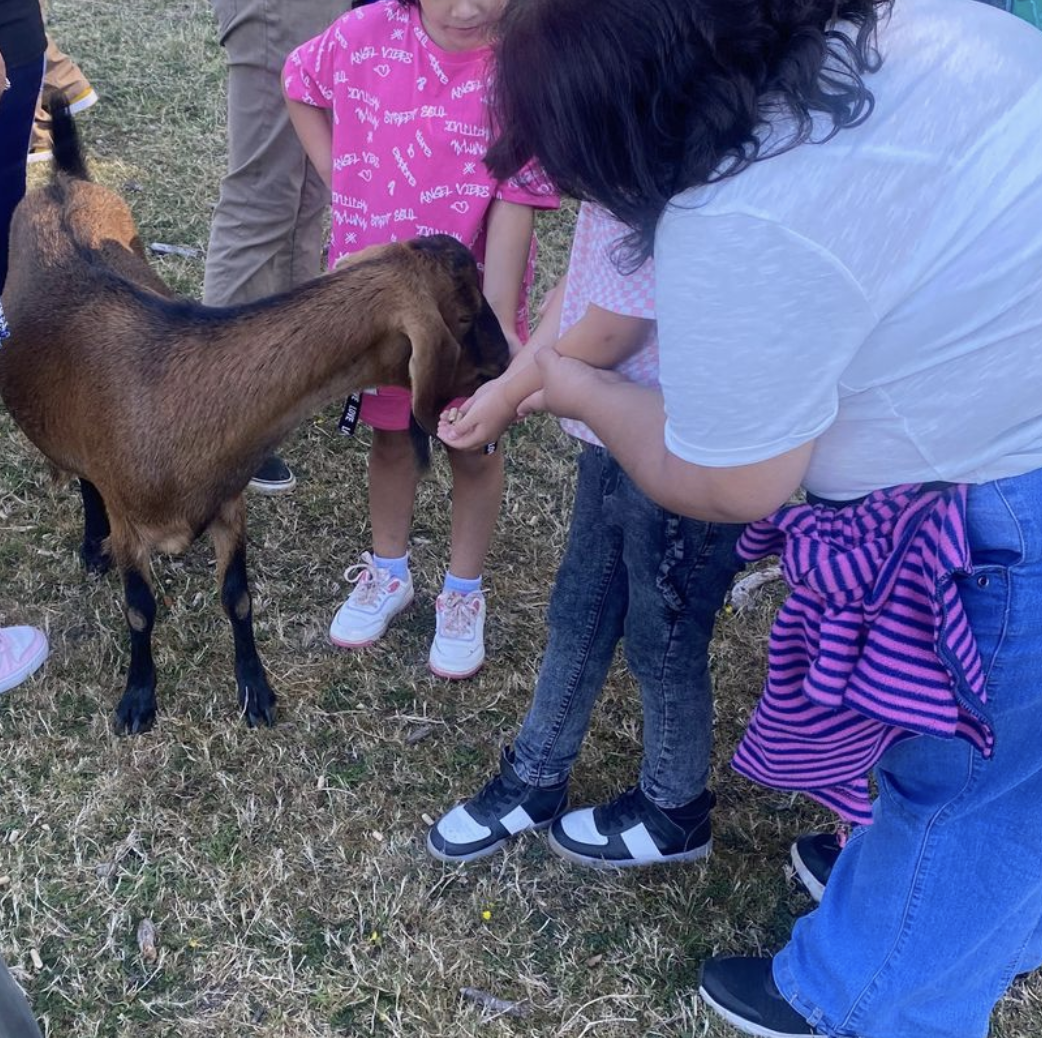 Niños, niñas y adolescentes fortalecen vínculos con sus familias y aprenden sobre la naturaleza con la visita a la Granja Educativa Llamas del Sur
